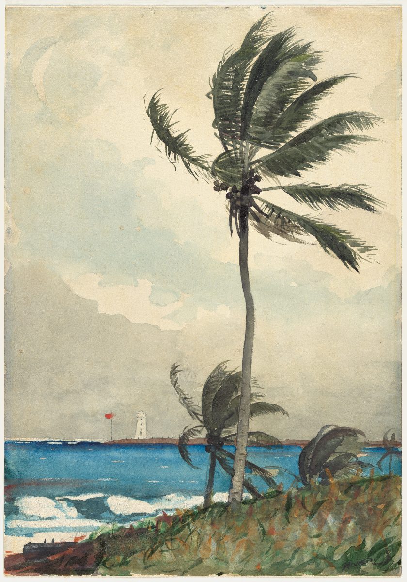 Winslow Homer, Palm Tree, Nassau, 1898. The Metropolitan Museum of Art open access.